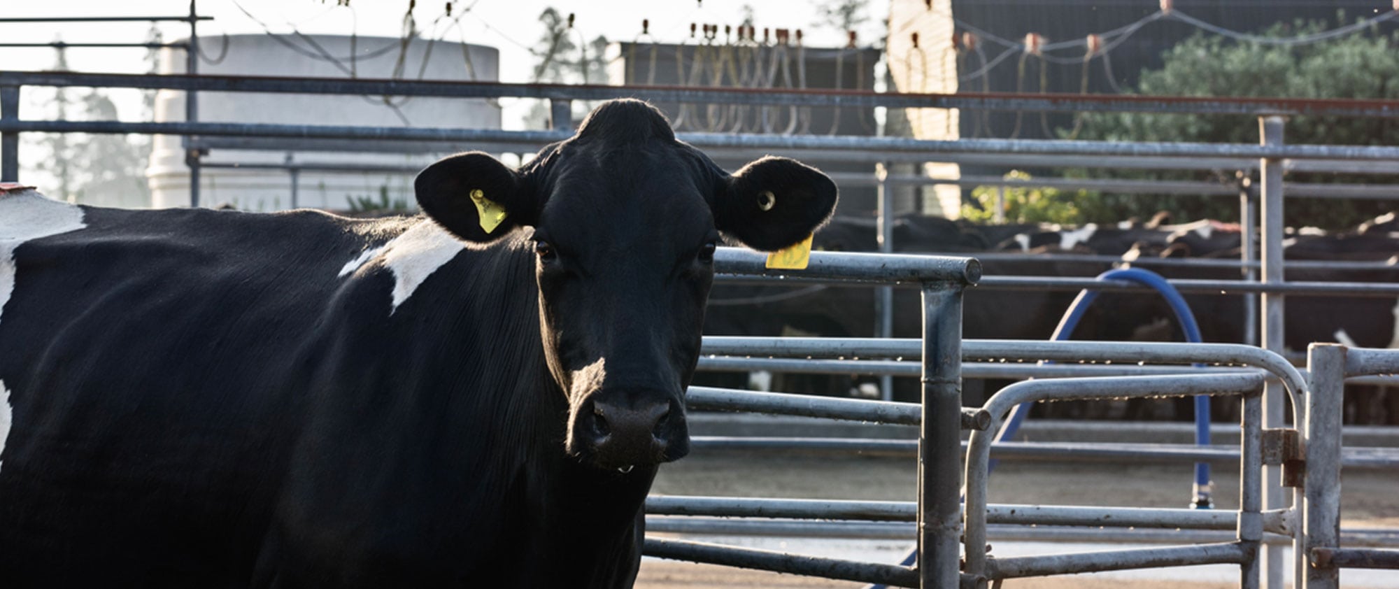 Dairy Companies Association of New Zealand DCANZ banner 17