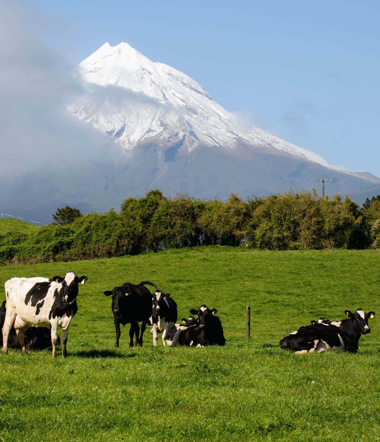 Dairy Companies Association of New Zealand DCANZ content img 1