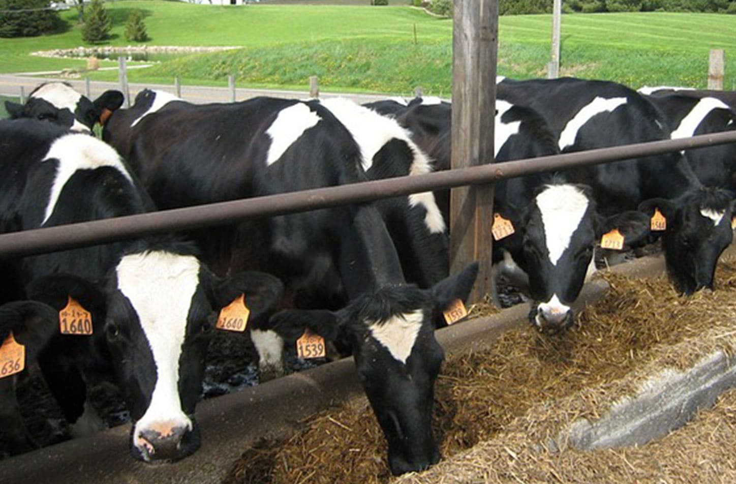 Dairy industry supports change in animal welfare code DCANZ